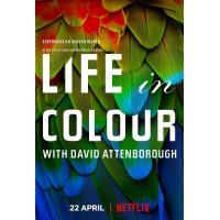 P702多彩生活/生命之色（高清版） (2021) 豆瓣评分9.4分，网飞原创纪录片神作